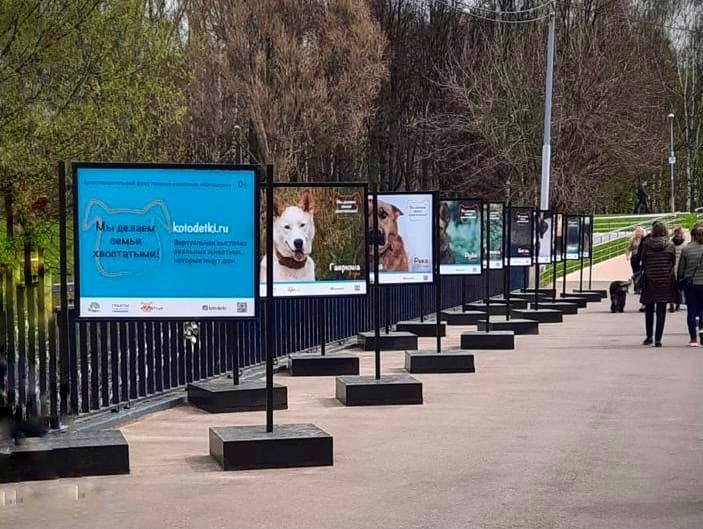 В cквере по Олонецкому  проходит фотовыставка бездомных животных