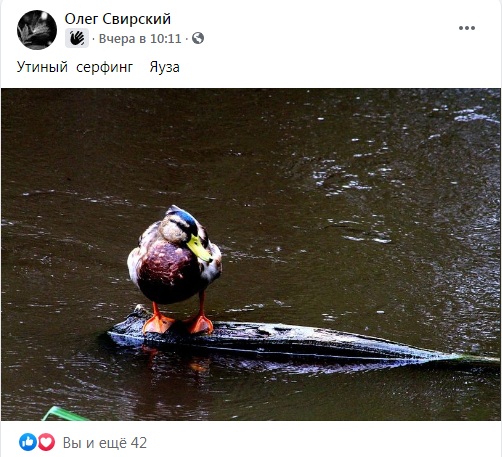 Фото дня: утка осваивает сёрфинг на Яузе